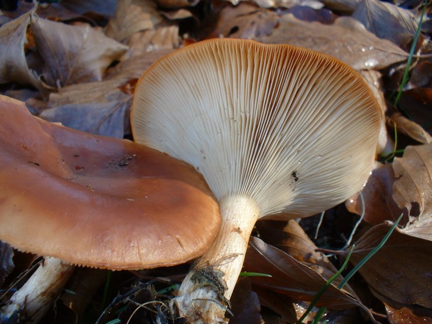 ultimi della stagione